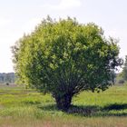 Kopfweide in Szene gesetzt