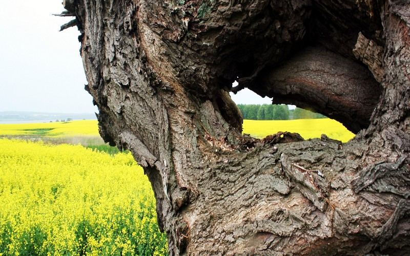 .. Kopfweide mit Durchblick