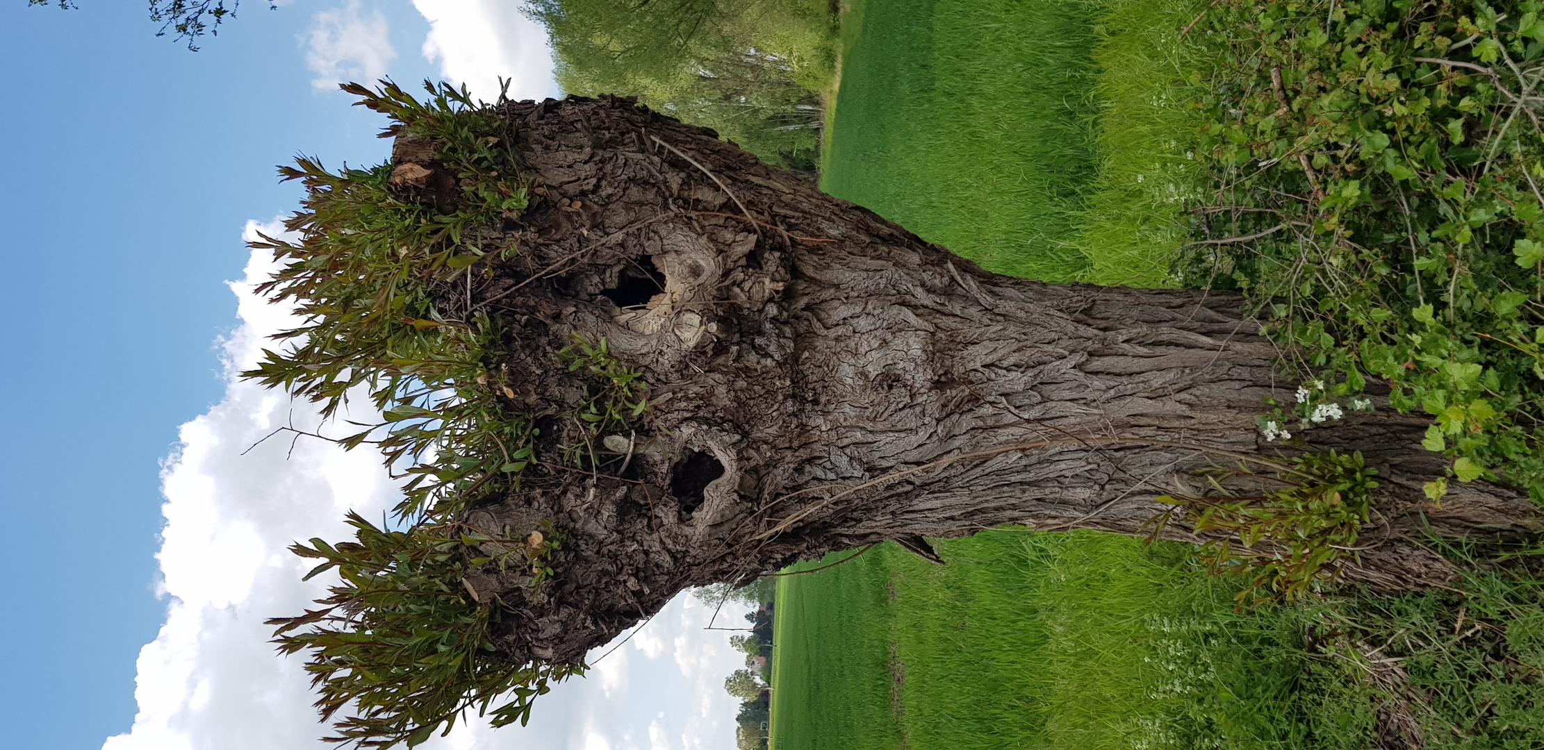 Kopfweide mit Gesicht