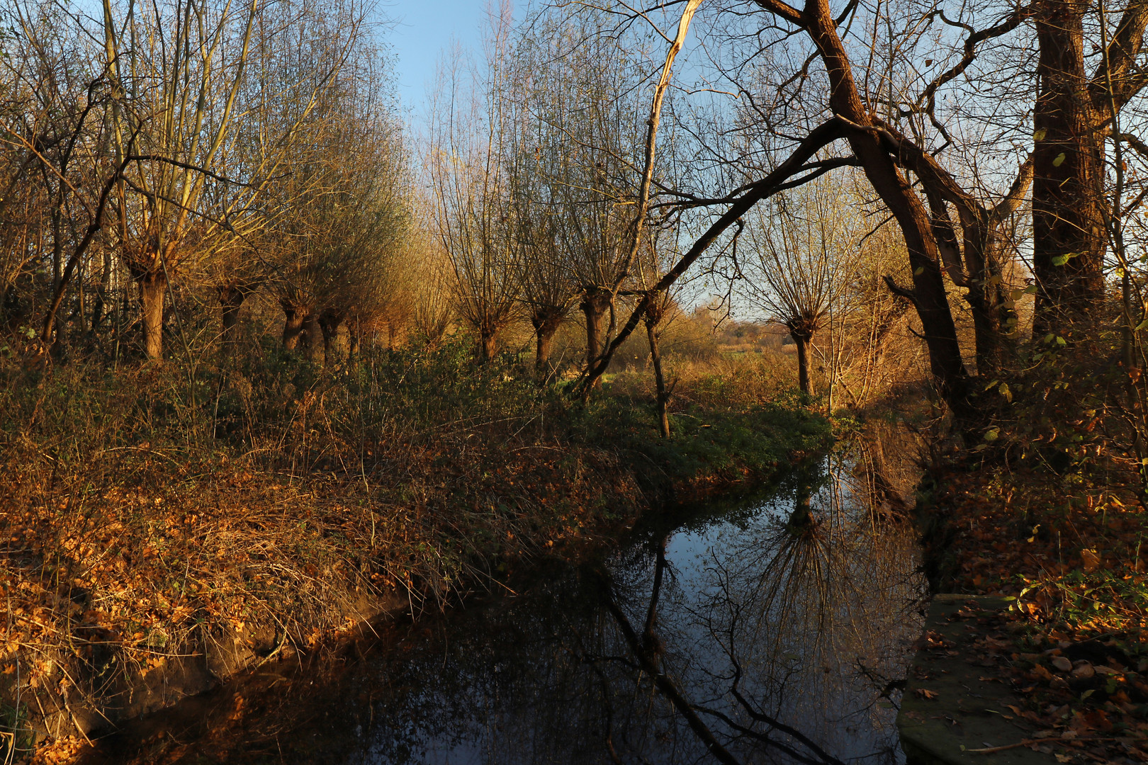 Kopfweiden am Bachlauf