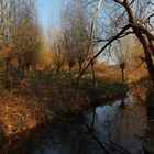 Kopfweiden am Bachlauf