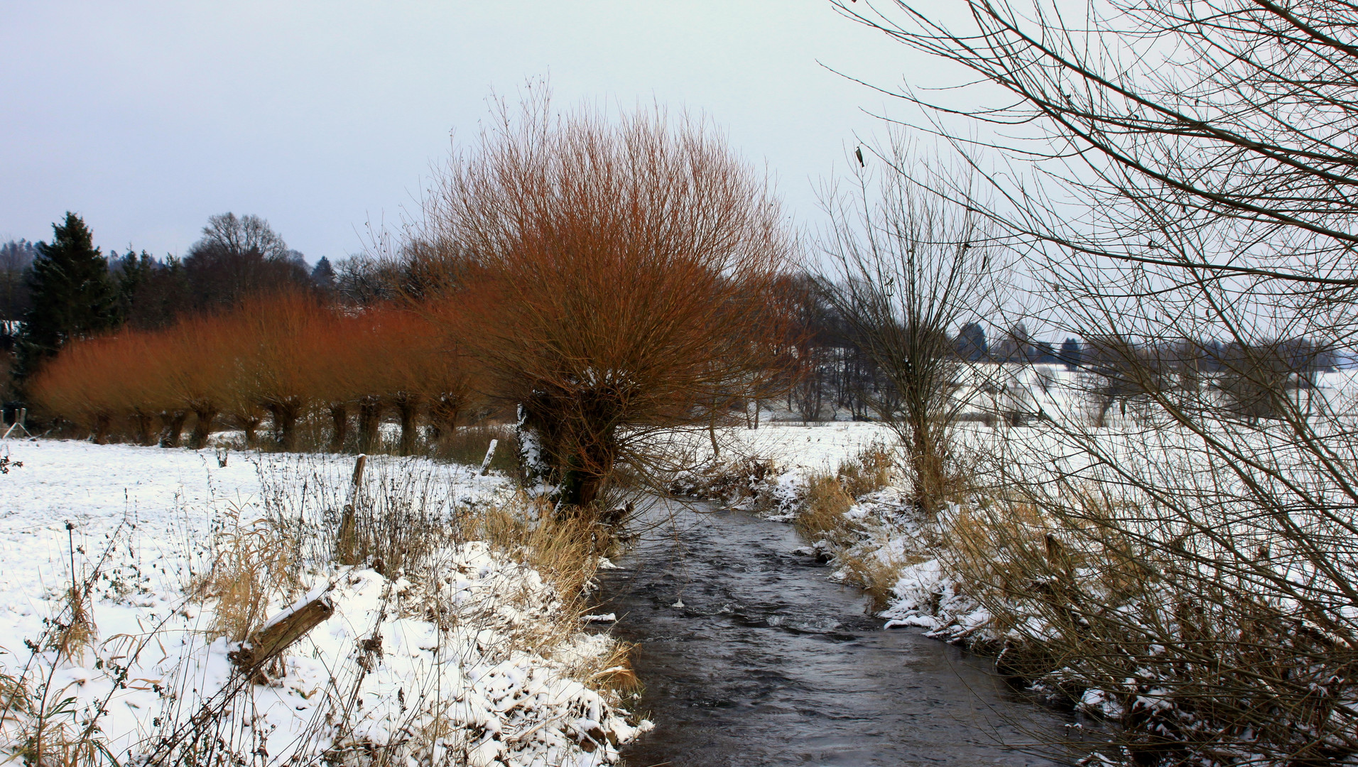 -Kopfweiden am Bachlauf der Ahle-