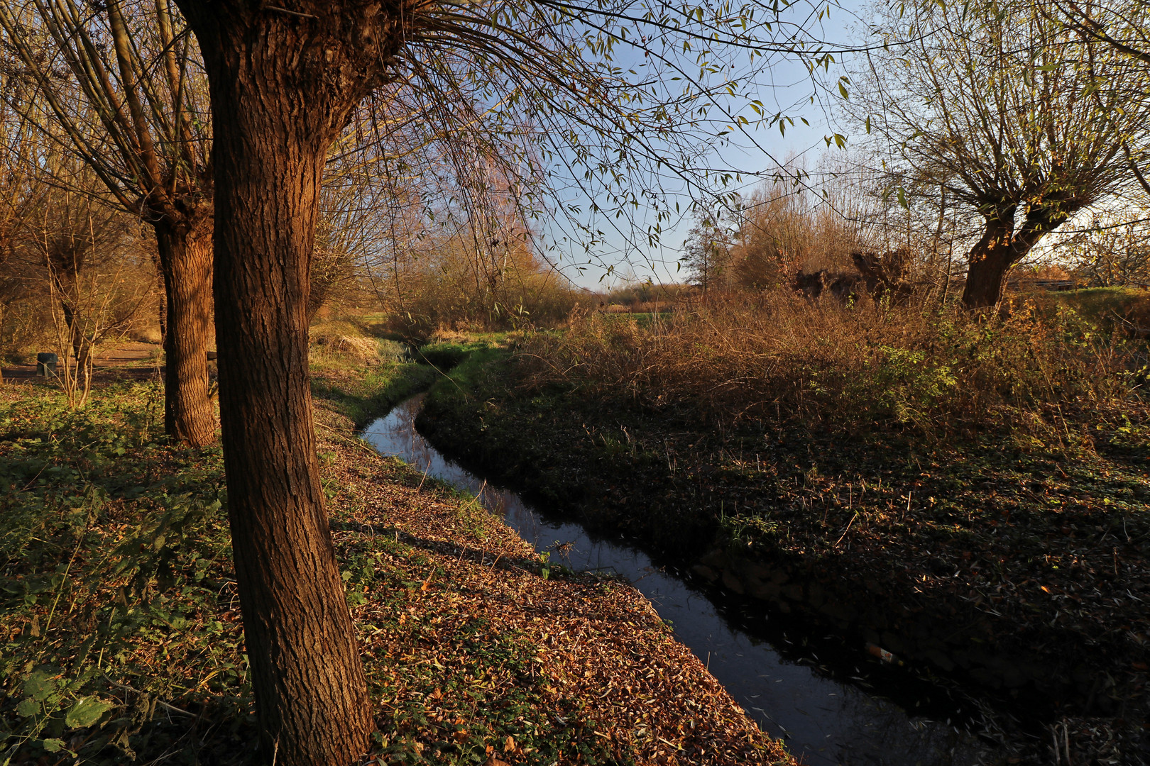 Kopfweiden am Fischergraben