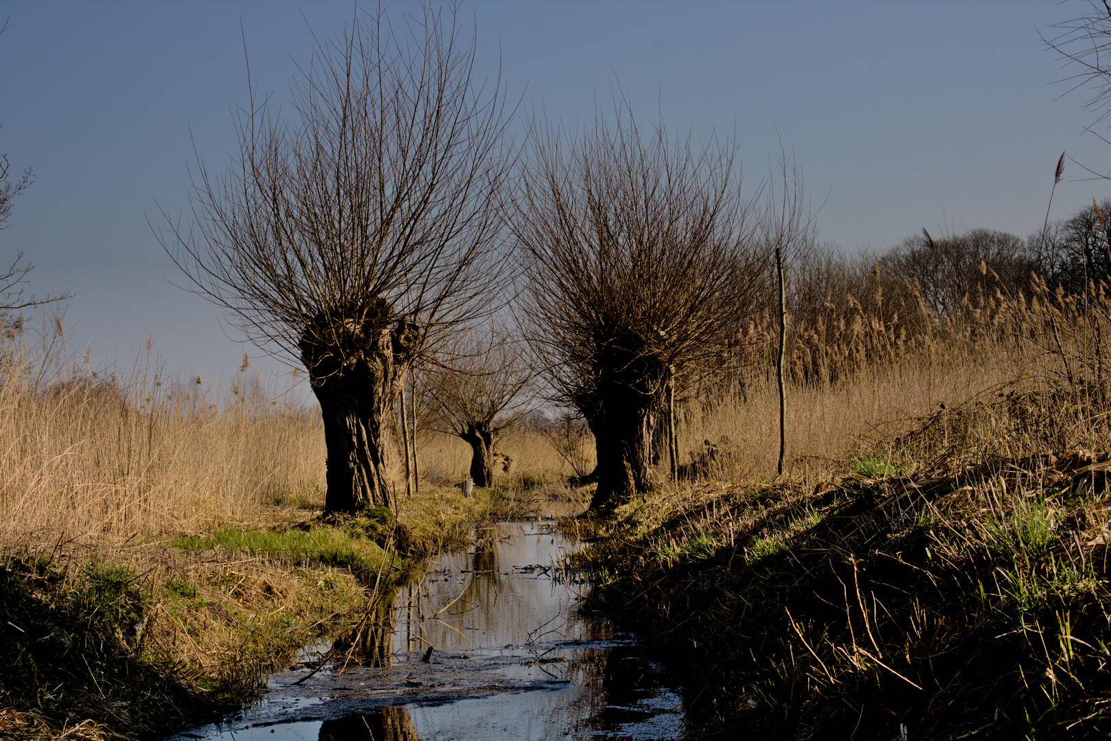 Kopfweiden am Niederrhein