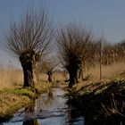 Kopfweiden am Niederrhein