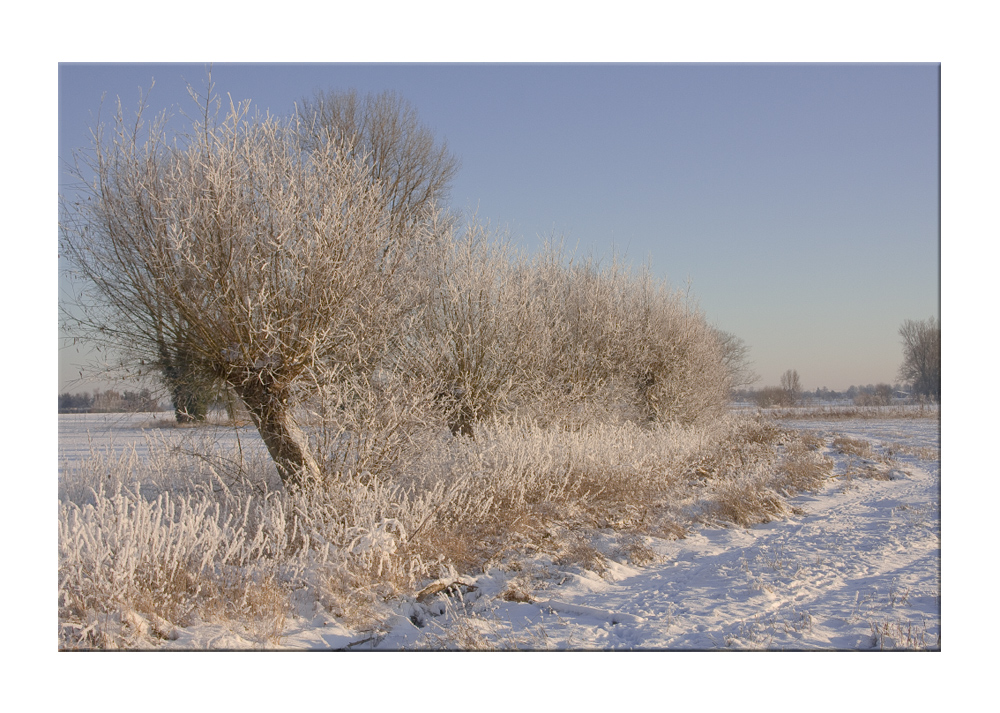 Kopfweiden am Niederrhein