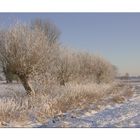 Kopfweiden am Niederrhein