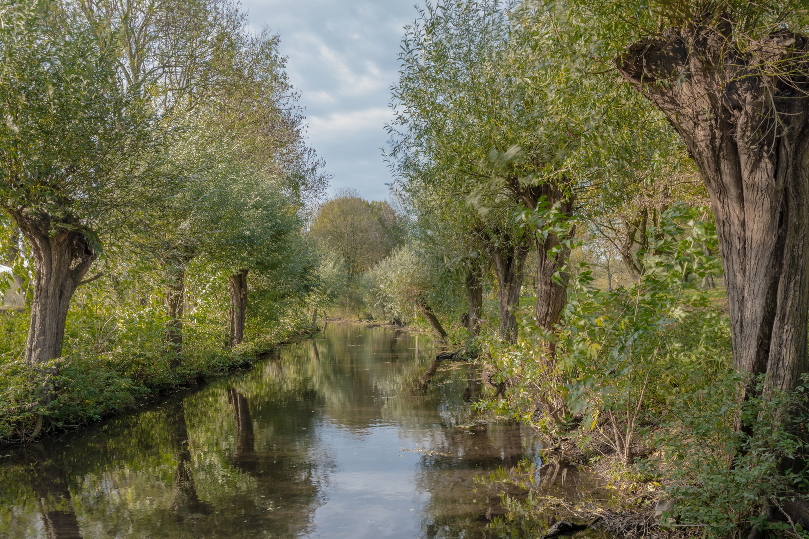 Kopfweiden am Niederrhein