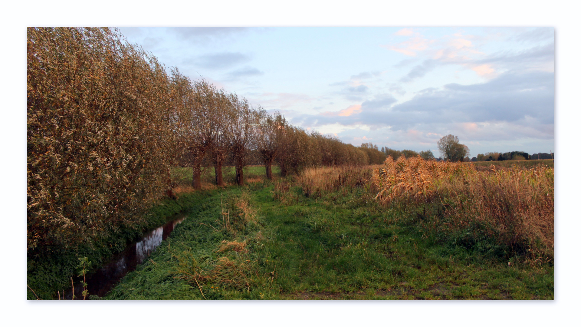 " Kopfweiden am Niederrhein "