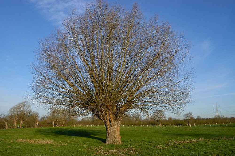 Kopfweiden am Niederrhein