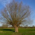 Kopfweiden am Niederrhein