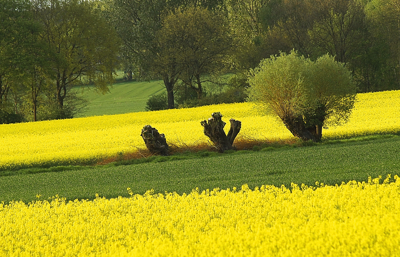 Kopfweiden am Rapsfeld