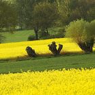 Kopfweiden am Rapsfeld