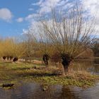 Kopfweiden am Teich