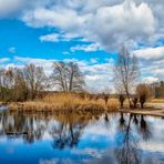 Kopfweiden am Teich