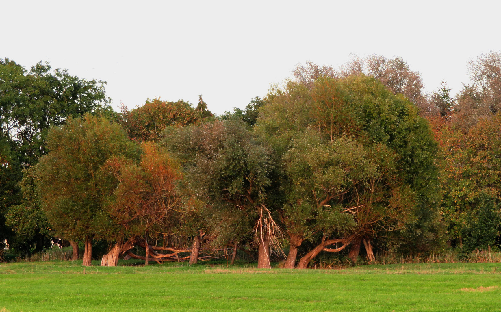 Kopfweiden auf der Wiese ... 