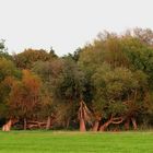 Kopfweiden auf der Wiese ... 