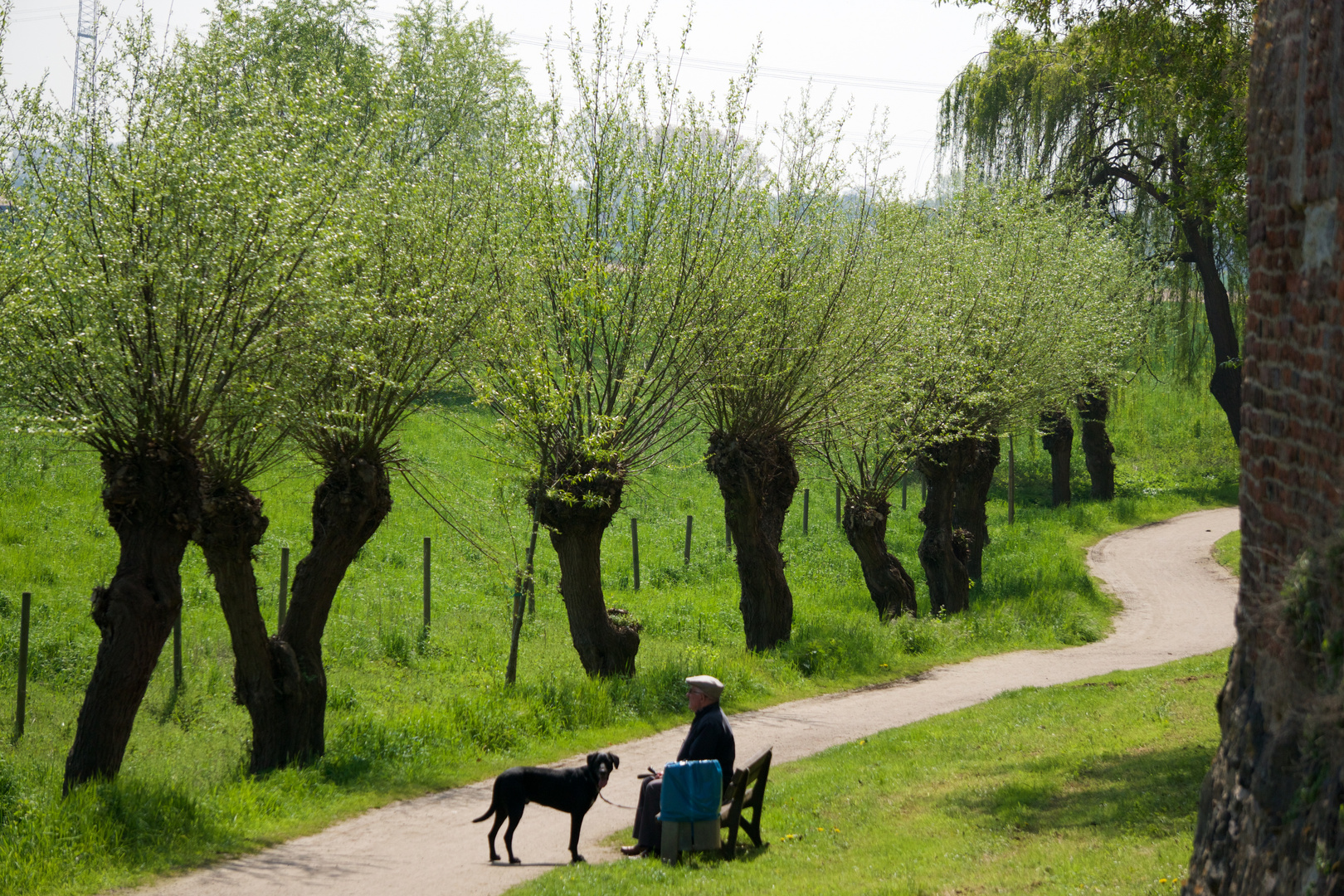 Kopfweiden