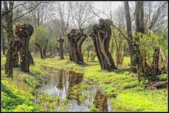 Kopfweiden-Frühling