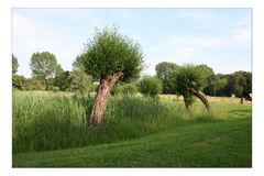 Kopfweiden im Britzer Garten