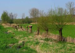 Kopfweiden im Frühjahr