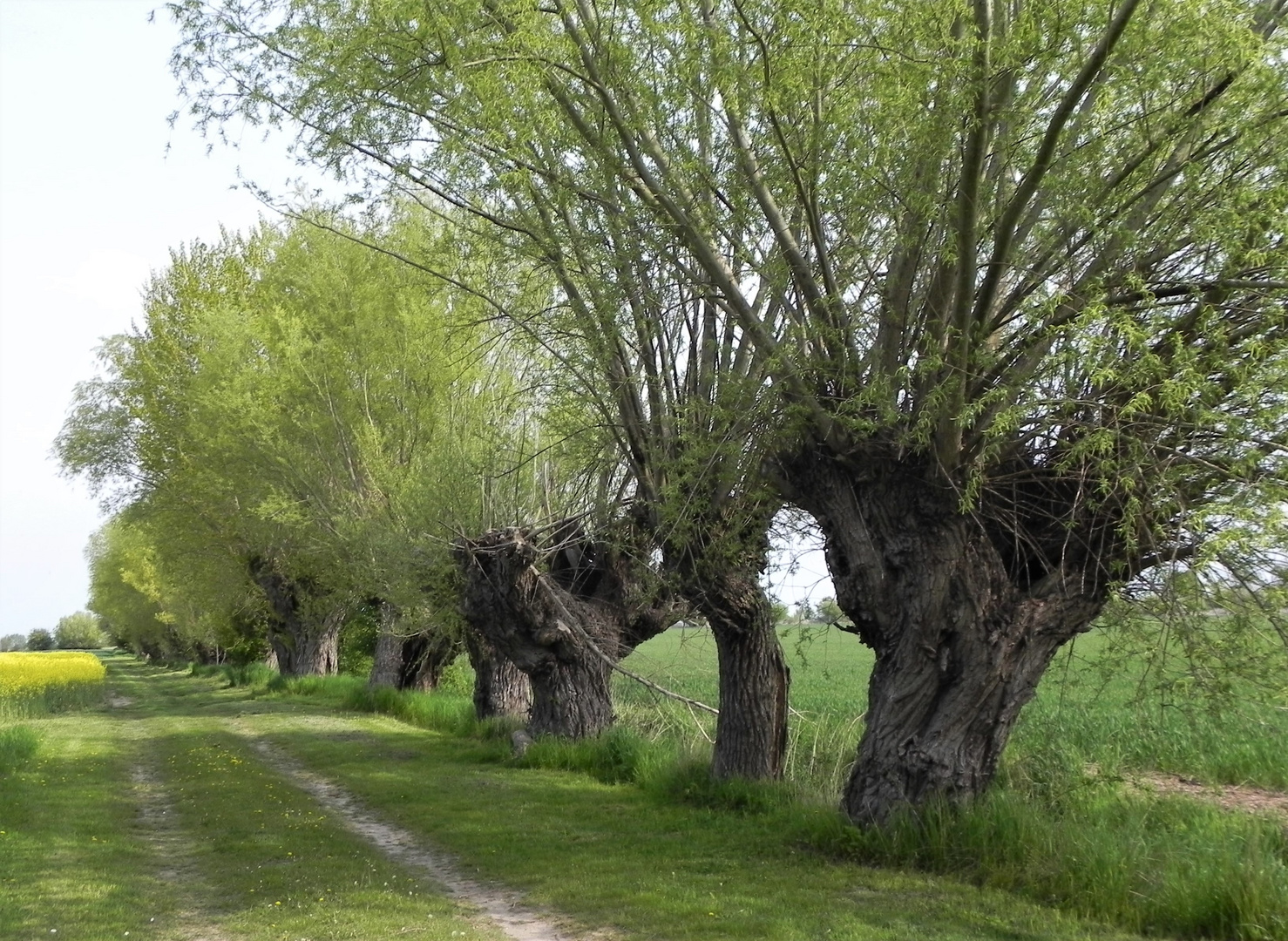 Kopfweiden im Frühlingsgrün