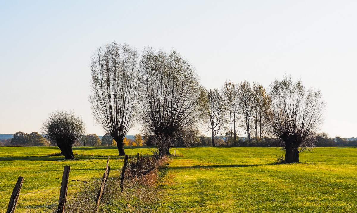 Kopfweiden im Herbst