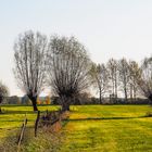 Kopfweiden im Herbst