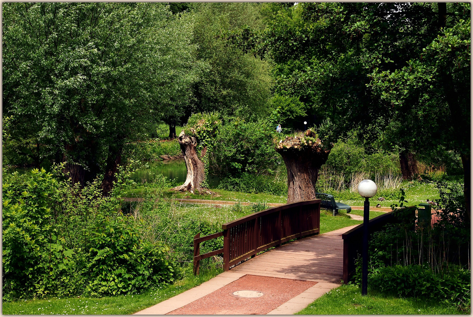 Kopfweiden im Kurpark