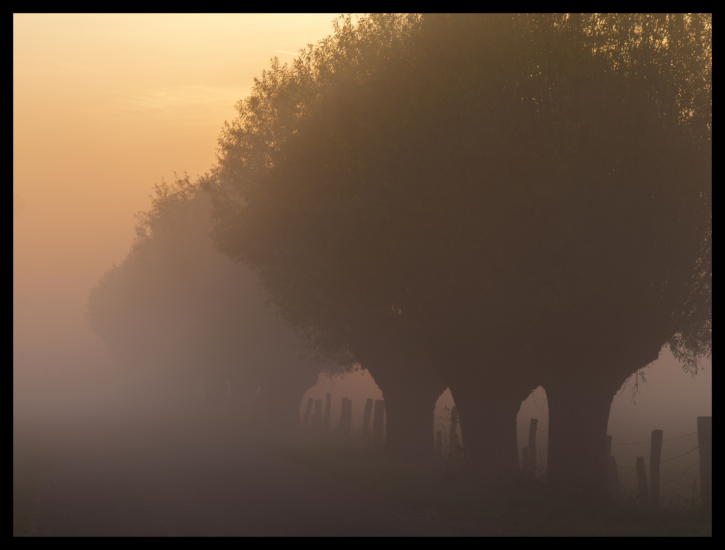 Kopfweiden im Morgennebel