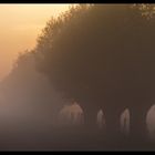 Kopfweiden im Morgennebel