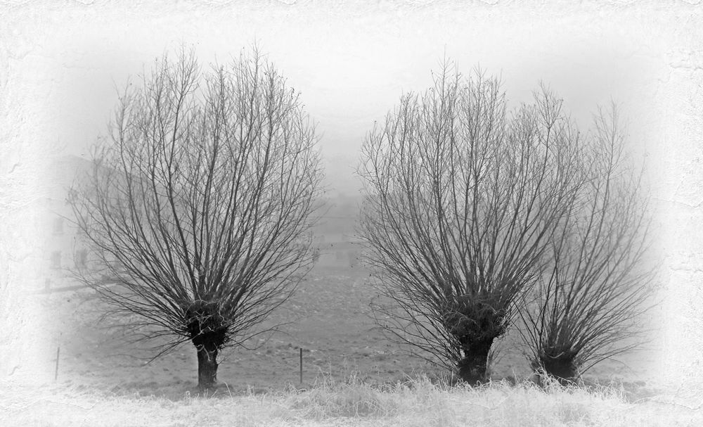 Kopfweiden im Nebel