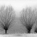 Kopfweiden im Nebel