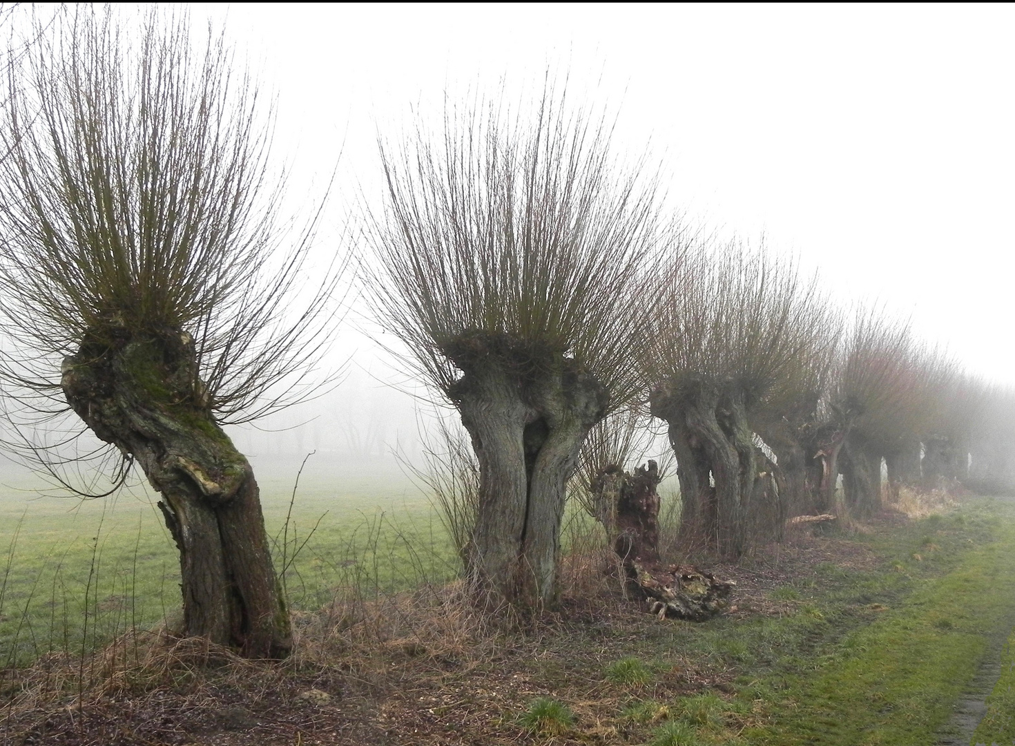 Kopfweiden im Nebel