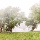 Kopfweiden im Nebel