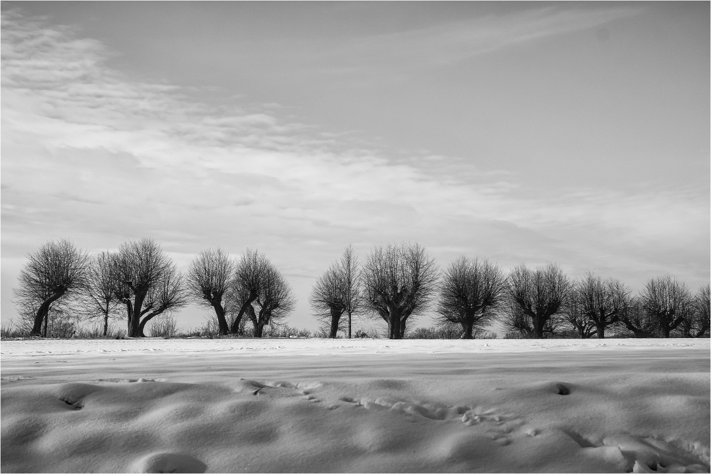 Kopfweiden im Schnee