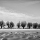 Kopfweiden im Schnee