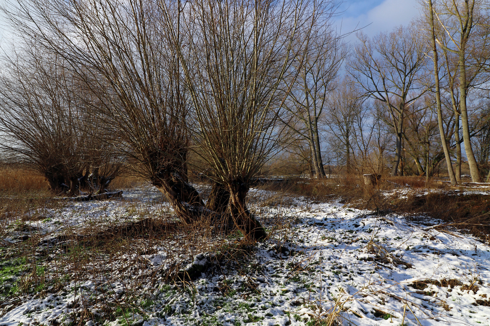 Kopfweiden im Schnee