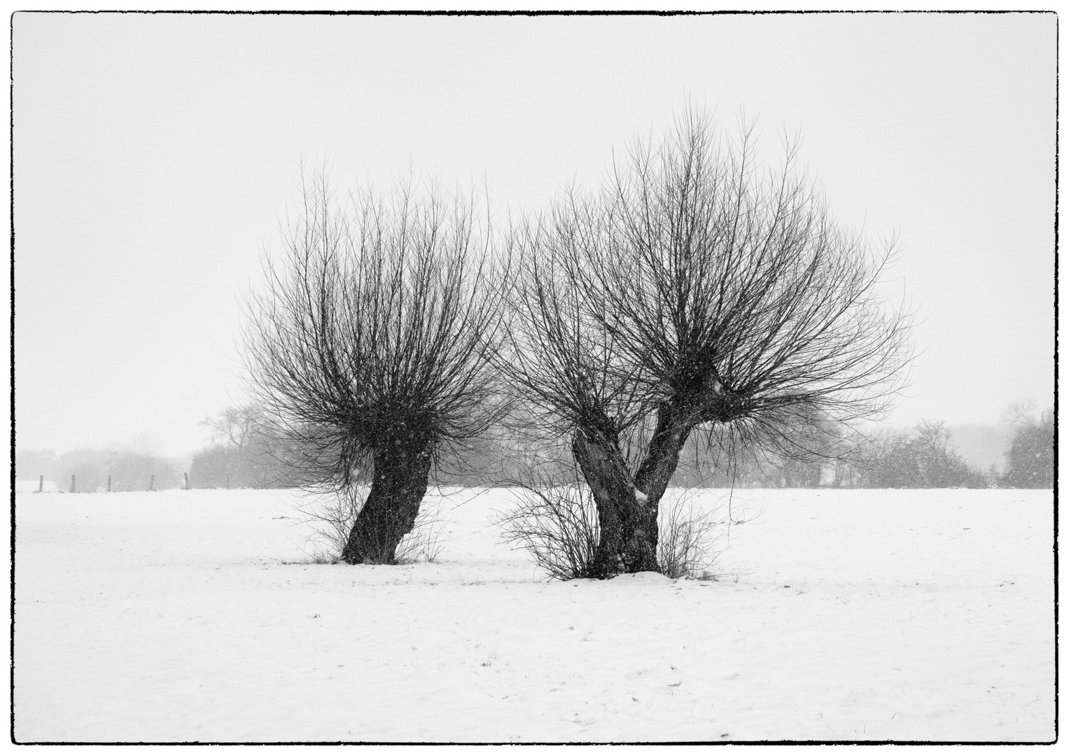 Kopfweiden im Schnee