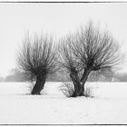 Kopfweiden im Schnee