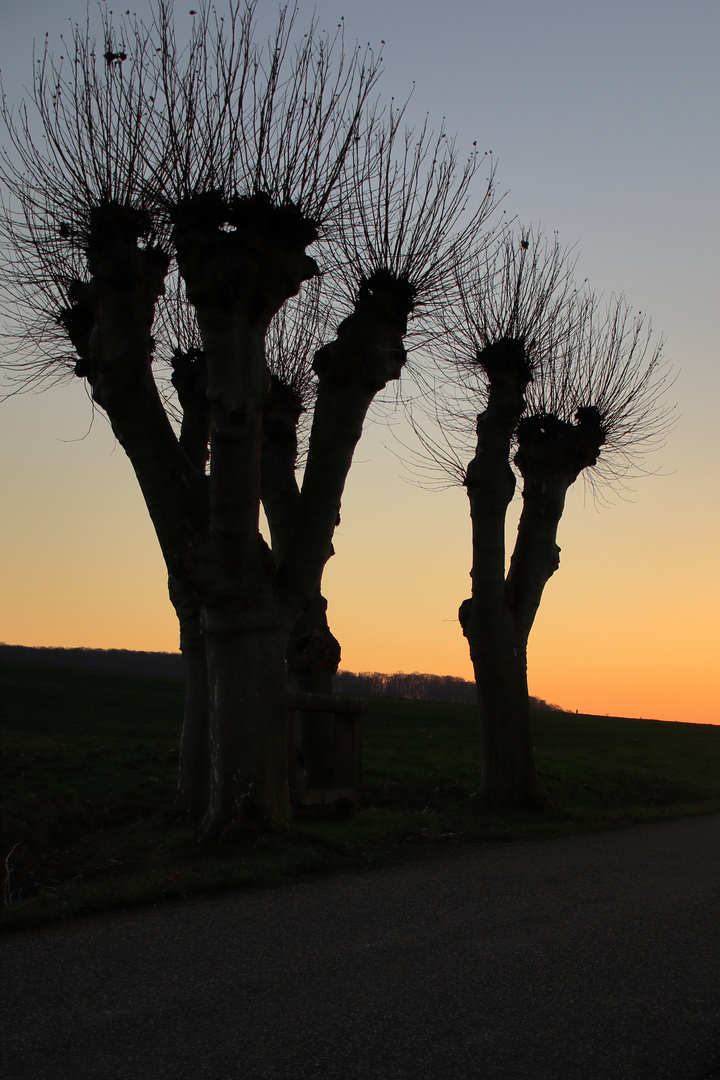 Kopfweiden im Sonnenuntergang