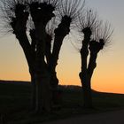 Kopfweiden im Sonnenuntergang