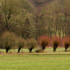 Kopfweiden im Twistetal (Nordhessen)