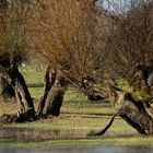 Kopfweiden im Überschwemmungsgebiet des Rheins