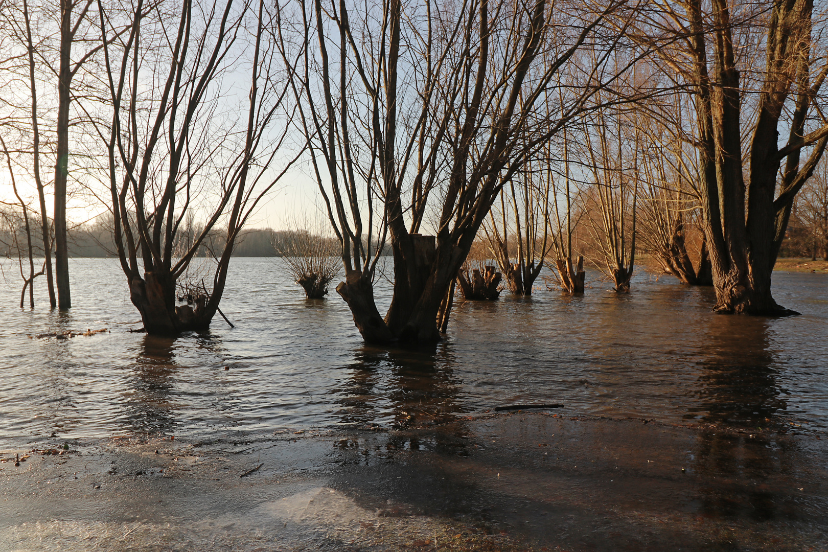 Kopfweiden im Wasser