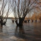 Kopfweiden im Wasser