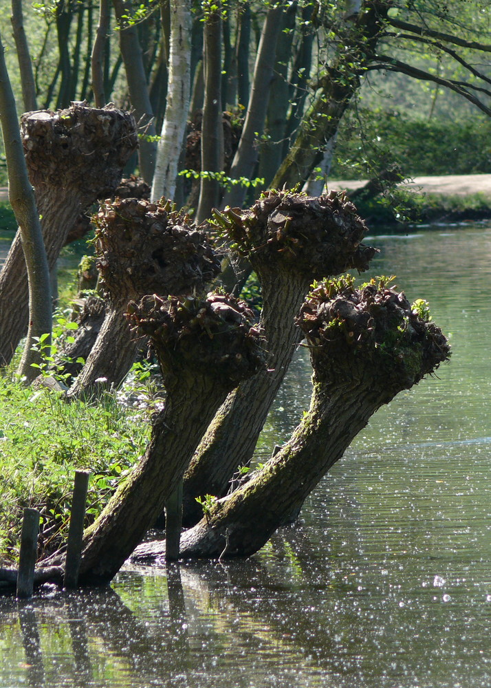 Kopfweiden in Niederkrüchten