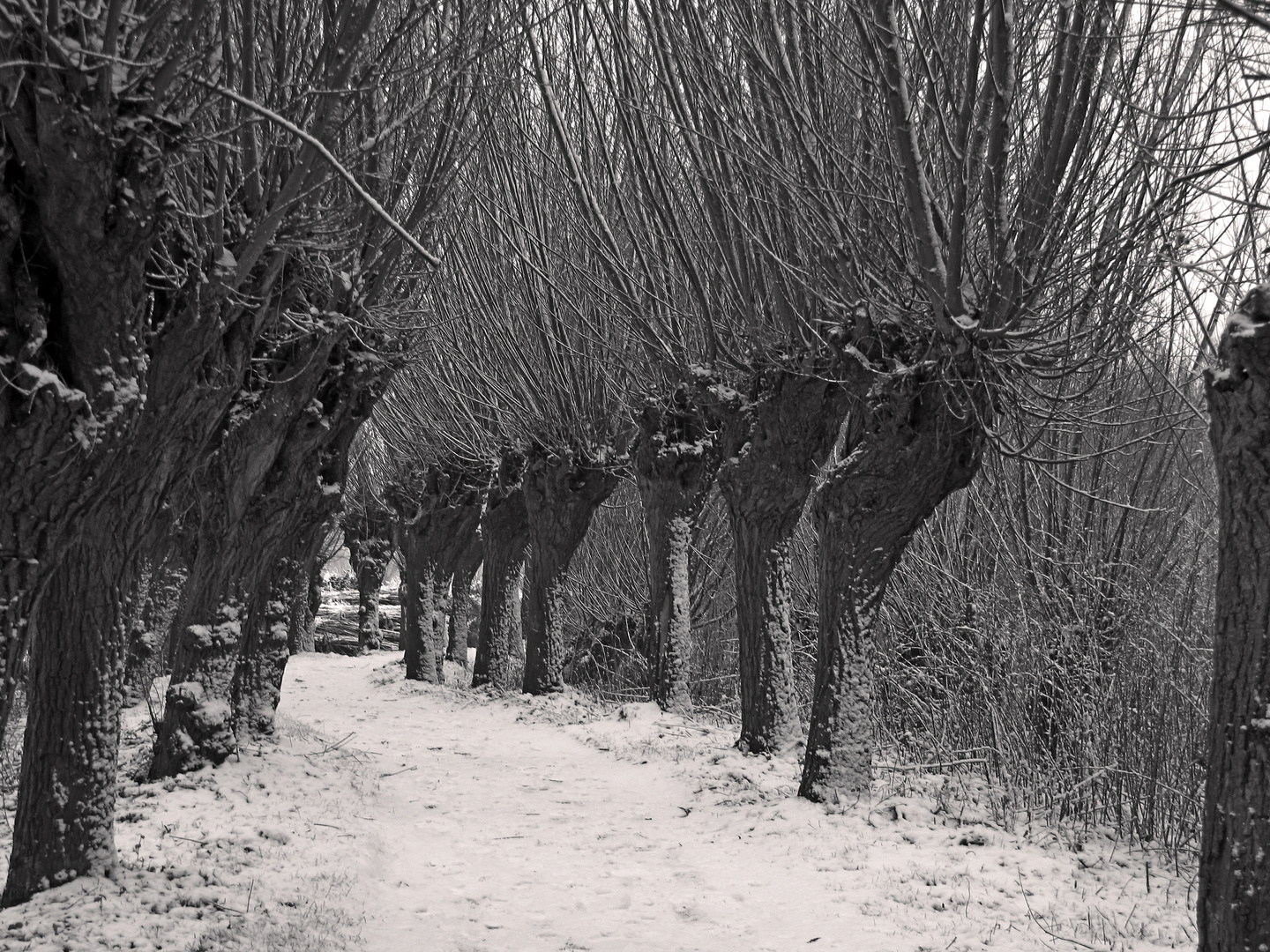 Kopfweiden mit Schnee 2