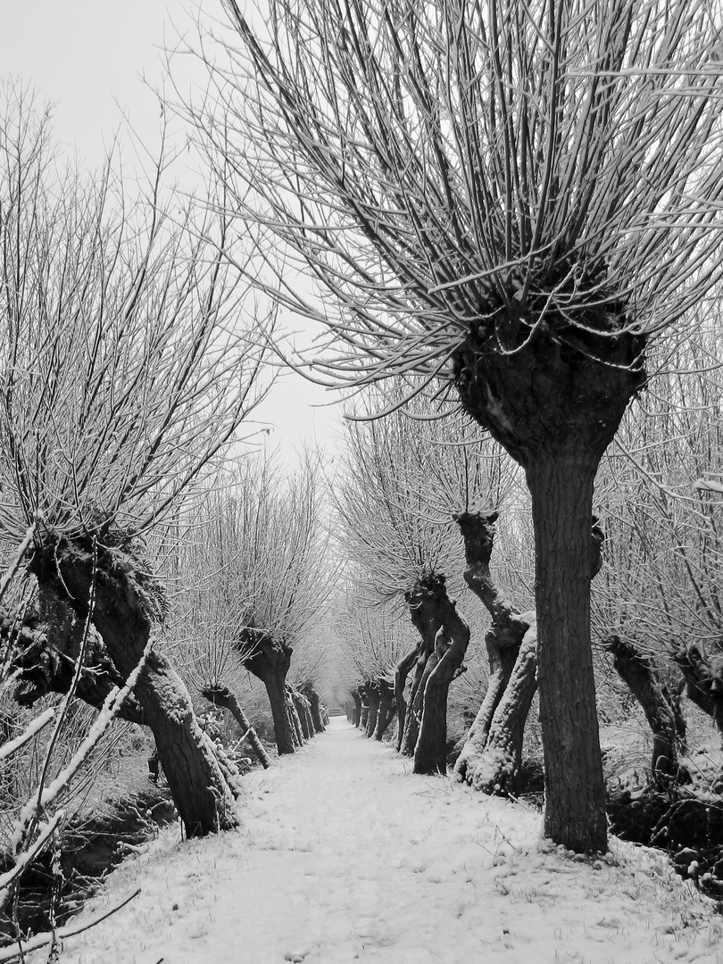 Kopfweiden mit Schnee