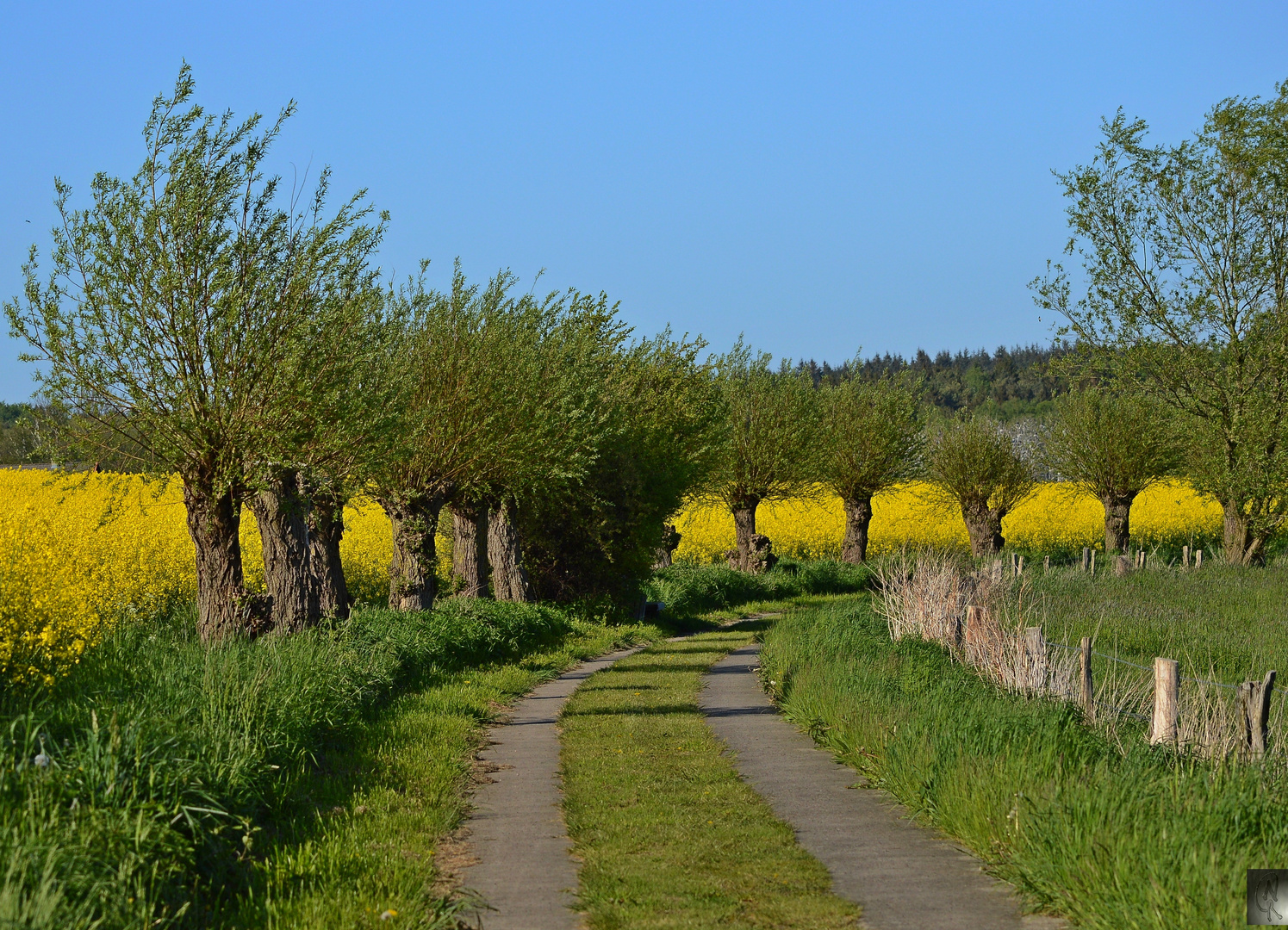 Kopfweiden Rundweg Nonnensee